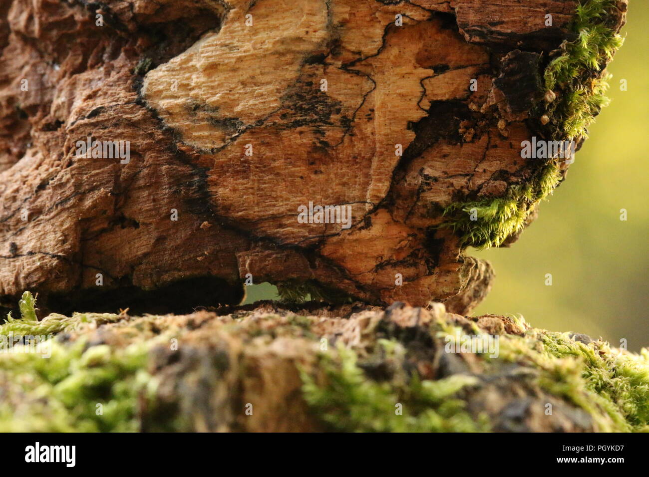 Corteccia di albero con moss Foto Stock