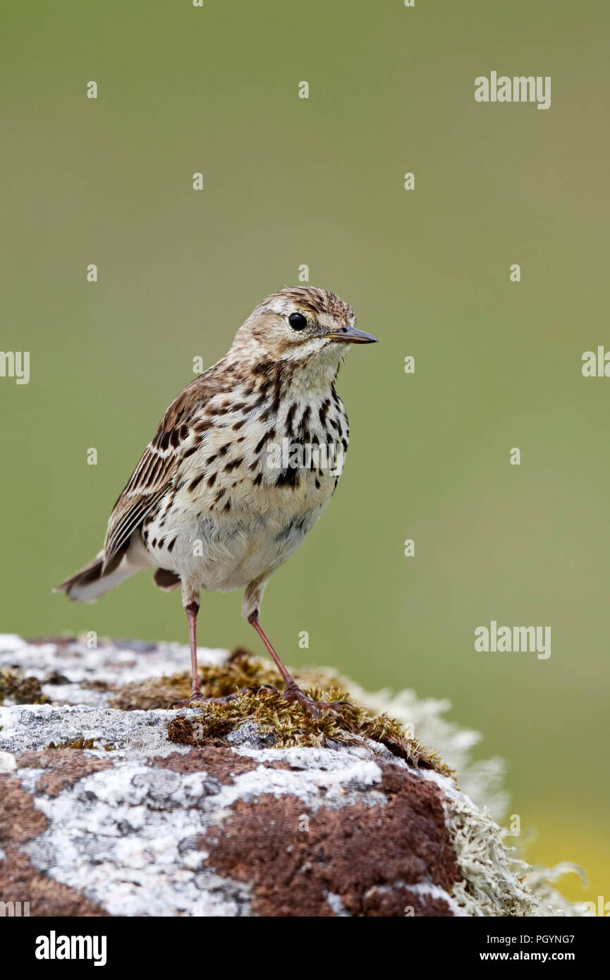 Prato, pipit anthus pratensis, REGNO UNITO Foto Stock