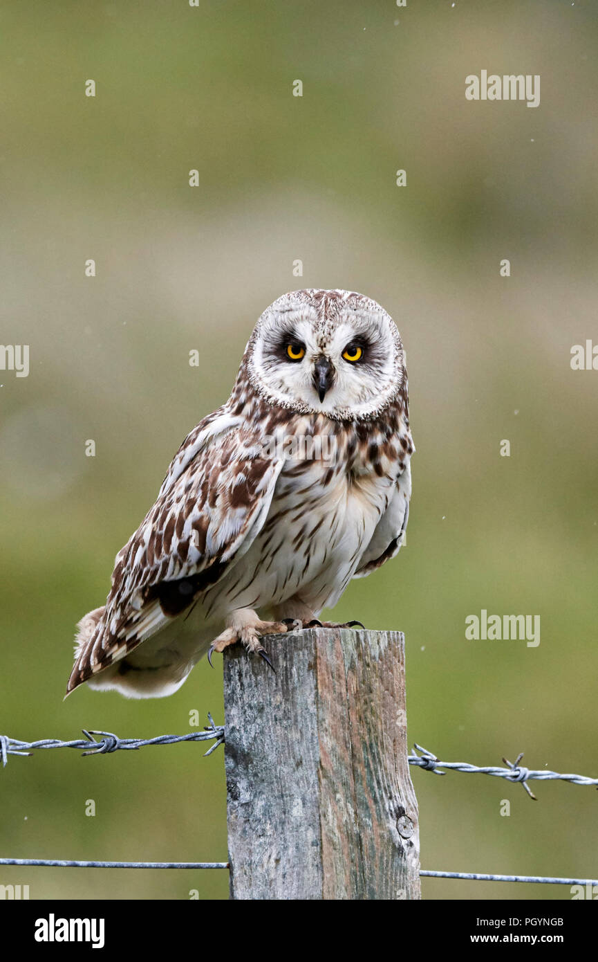 Corto-eared owl, aseo flammeius, REGNO UNITO Foto Stock
