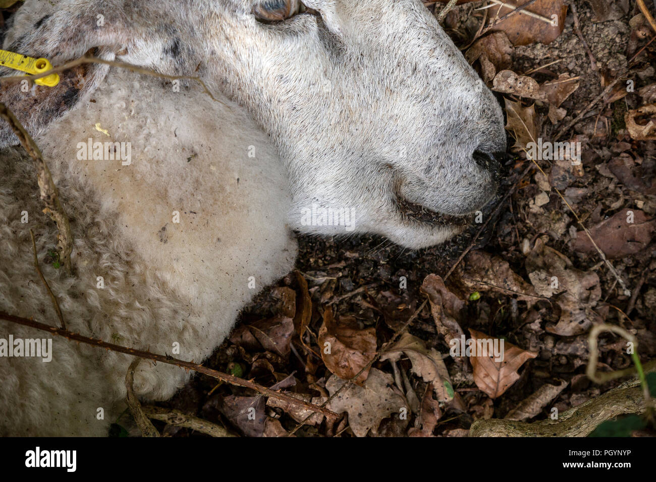 Pecora morta catturati nella scherma,a ruminanti addomesticate mammifero con uno spesso rivestimento di lana e (tipicamente solo nel maschio) curva di corna. Ho Foto Stock