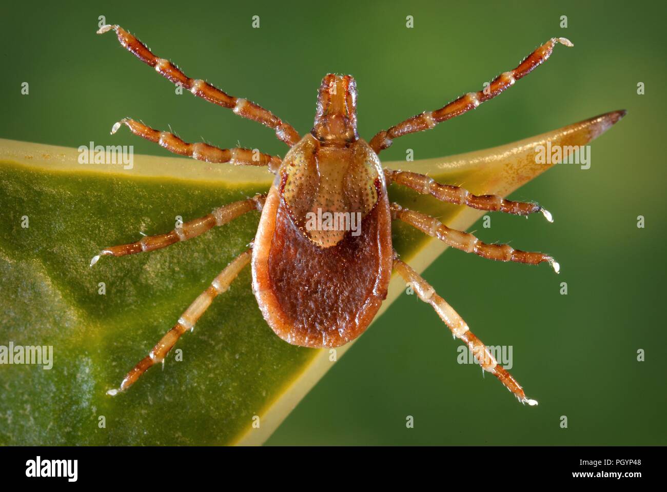 Vista dorsale di una femmina di Yellow Dog tick (Amblyomma aureolatum), 2008. Immagine cortesia di centri per il controllo delle malattie (CDC) / Dr Christopher Paddock. () Foto Stock