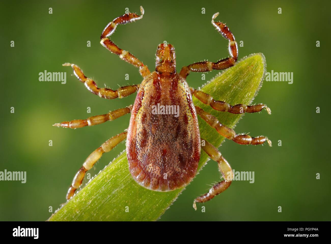 Vista dorsale di un maschio yellow dog tick (Amblyomma aureolatum), 2008. Immagine cortesia di centri per il controllo delle malattie (CDC) / Dr Christopher Paddock. () Foto Stock