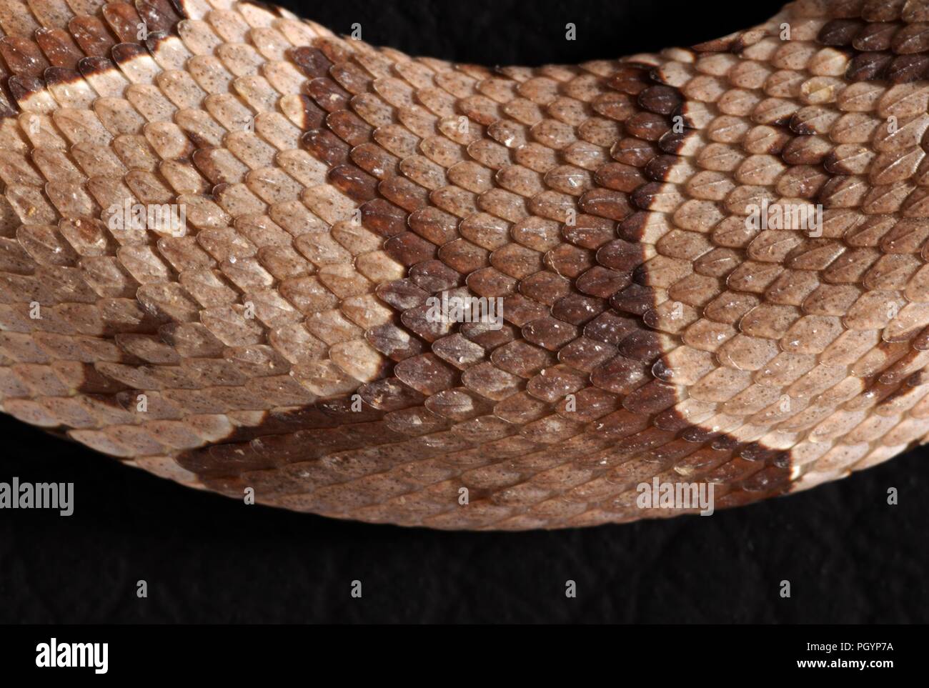 Fotografia che mostra una vista ravvicinata del marrone e beige e scalato la superficie della pelle di un bambino, velenosa, Southern copperhead snake (Agkistrodon contortrix) Immagine cortesia CDC/James Gathany, 2008. () Foto Stock