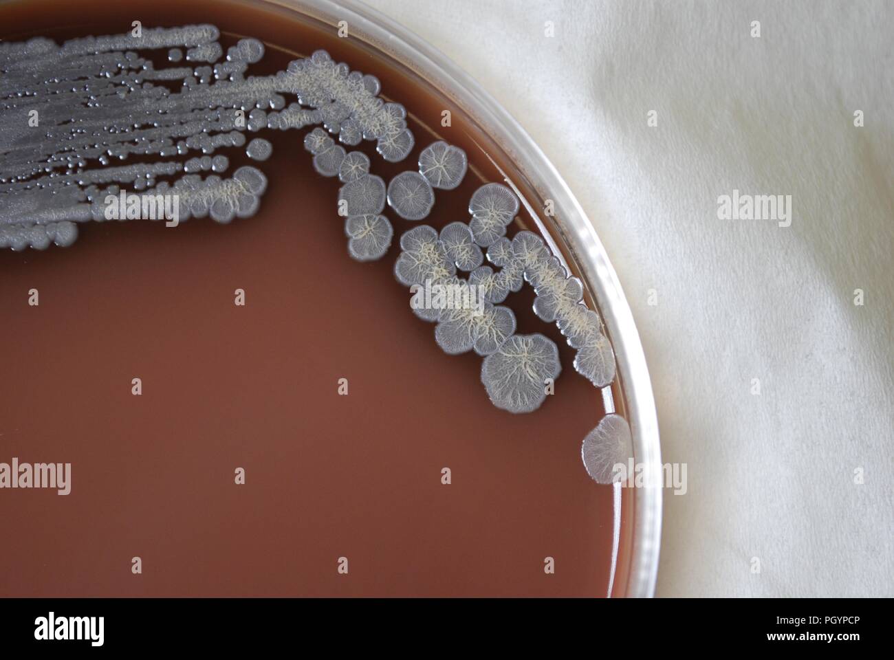 Morfologia coloniale di batteri Gram-negativi Burkholderia pseudomallei batteri cresciuti 72 ore su un terreno di agar cioccolato, 2010. Immagine cortesia di centri per il controllo delle malattie (CDC) / Dr Todd Parker, Audra Marsh. () Foto Stock
