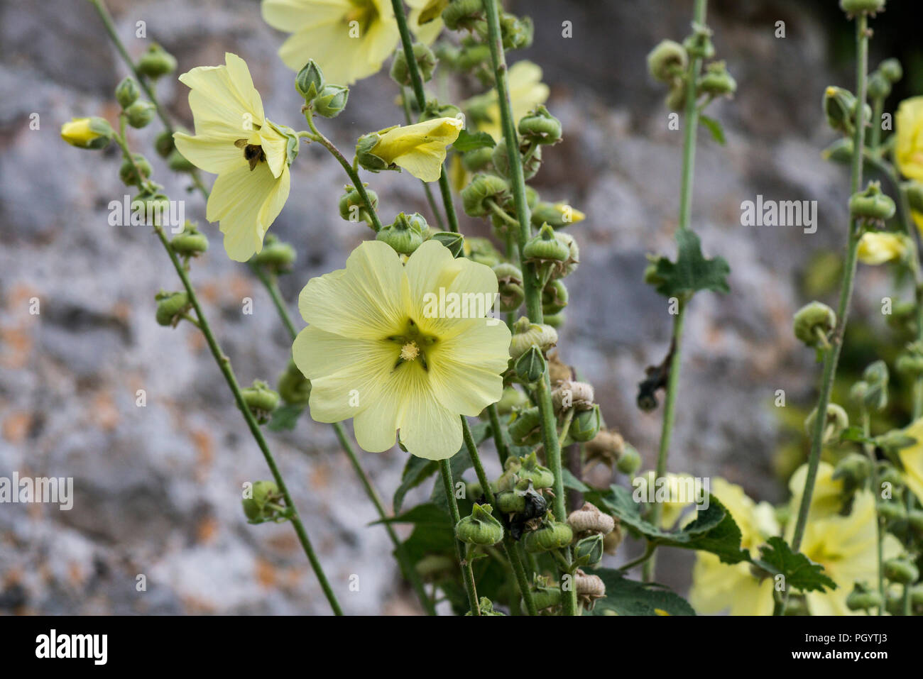 Un russo hollyhock (Alcea rugosa) Foto Stock