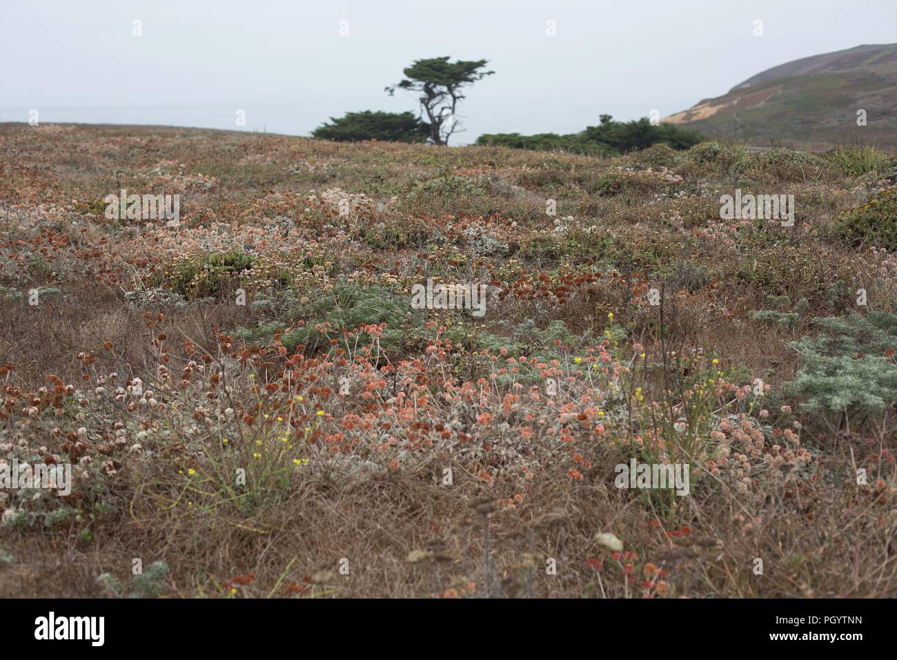 Spessore multi-colore di fogliame cresce a Bodega testa vicino a Bodega Bay, California, Stati Uniti d'America. Foto Stock