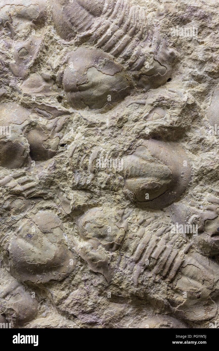 Mare antico fondo, trilobata, Mosca Museo Paleontologico, Mosca, Russia Foto Stock
