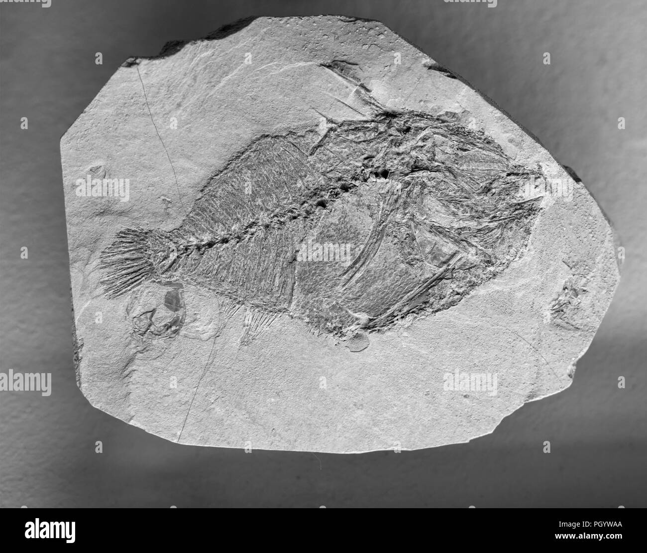 Scheletro di pesce preistorico Oligobalistes robustus Mosca Museo Paleontologico, Mosca, Russia Foto Stock