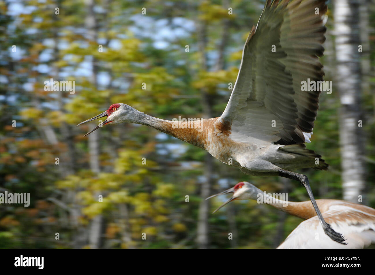 Sandhill gru uccello giovane a volare con un sfondo bokeh godendo il loro circostante e l'ambiente. Foto Stock