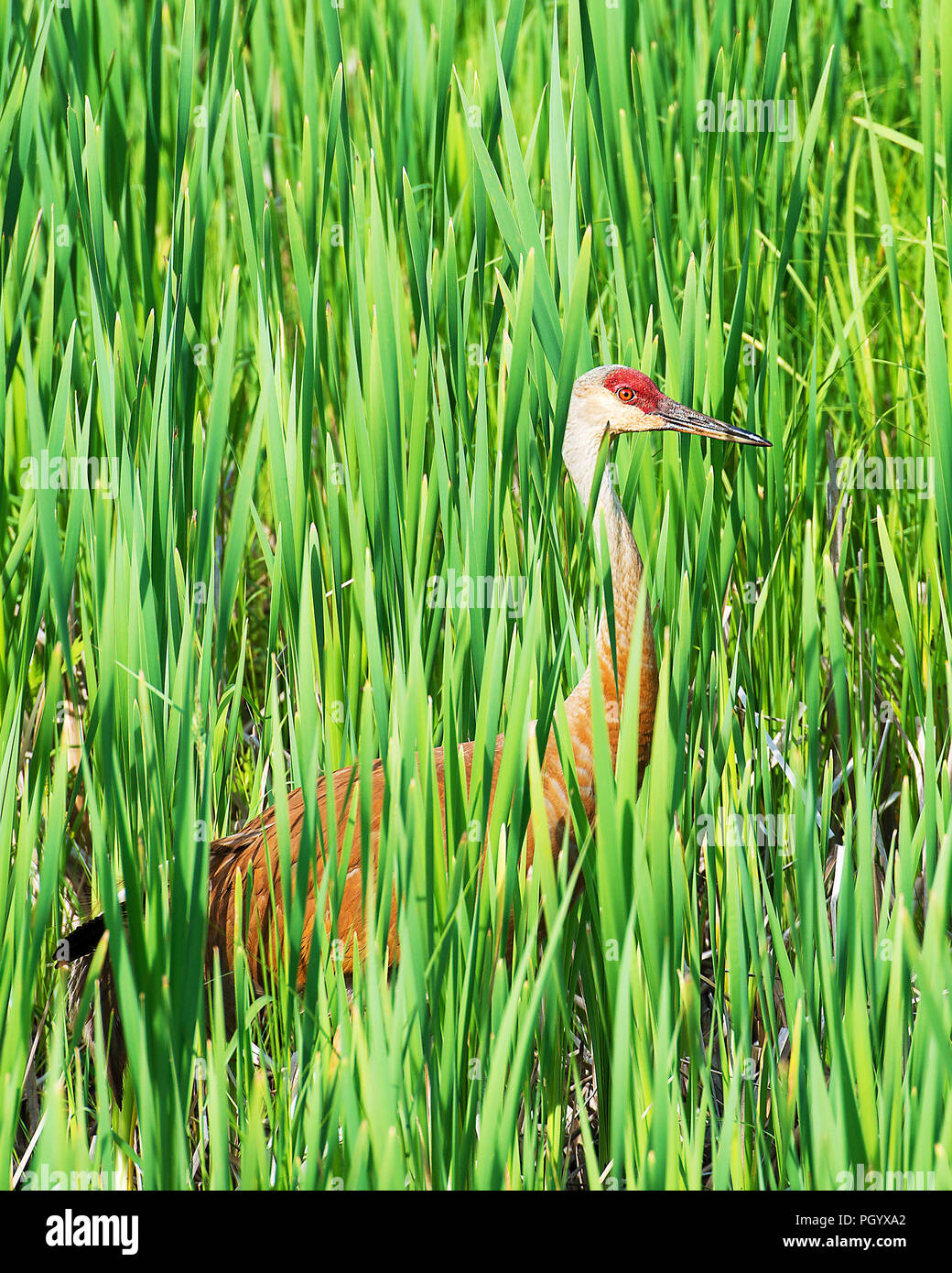 Gru Sandhill godendo le sue circostanti. Foto Stock