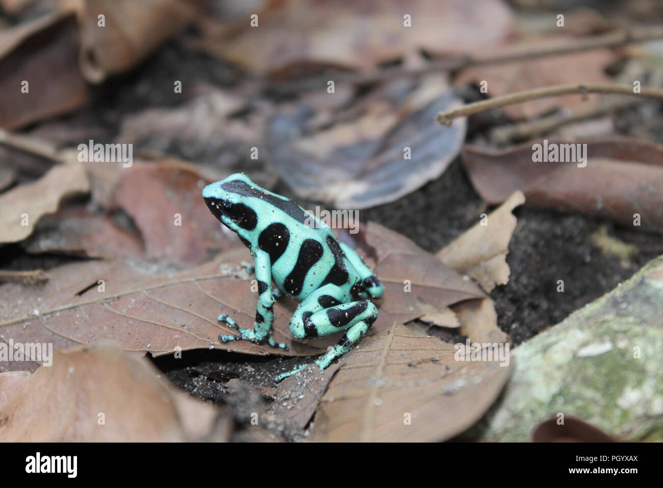Verde e nero poison dart (rana Dendrobates auratus) in Costa Rica Foto Stock