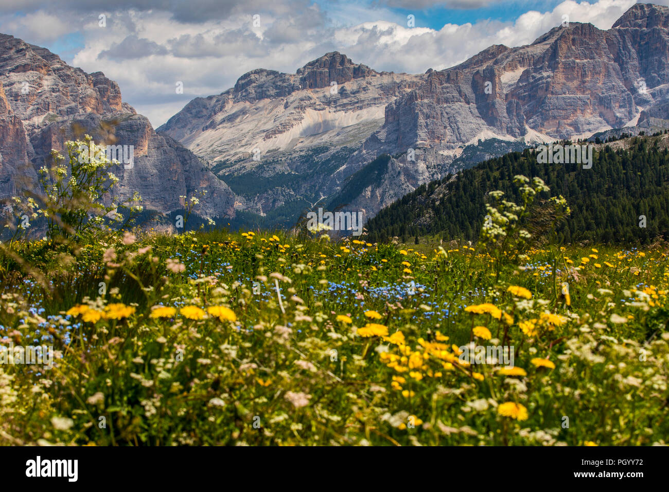 L'Italia, Alto Adige, Trentino, il Piz La Ila altopiano vicino a Stern / La Villa, prato alpino, Foto Stock