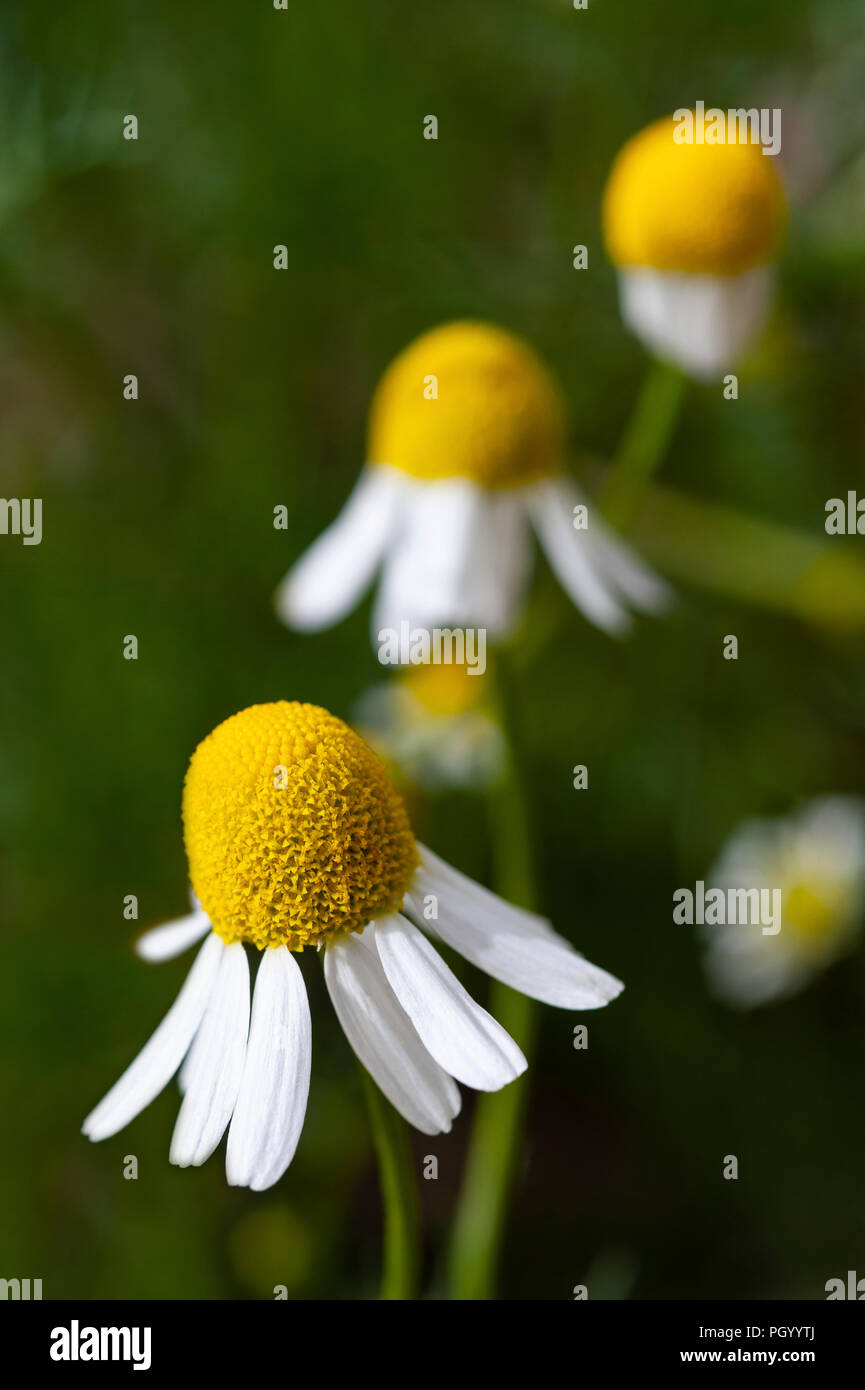 Una chiusura di un tedesco di fiori di camomilla testa. Foto Stock