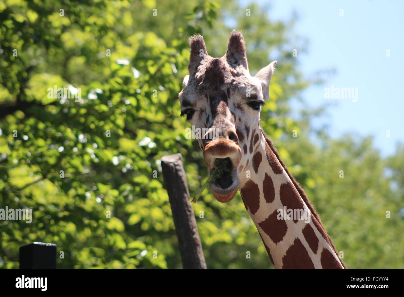 La giraffa facendo una faccia strana Foto Stock