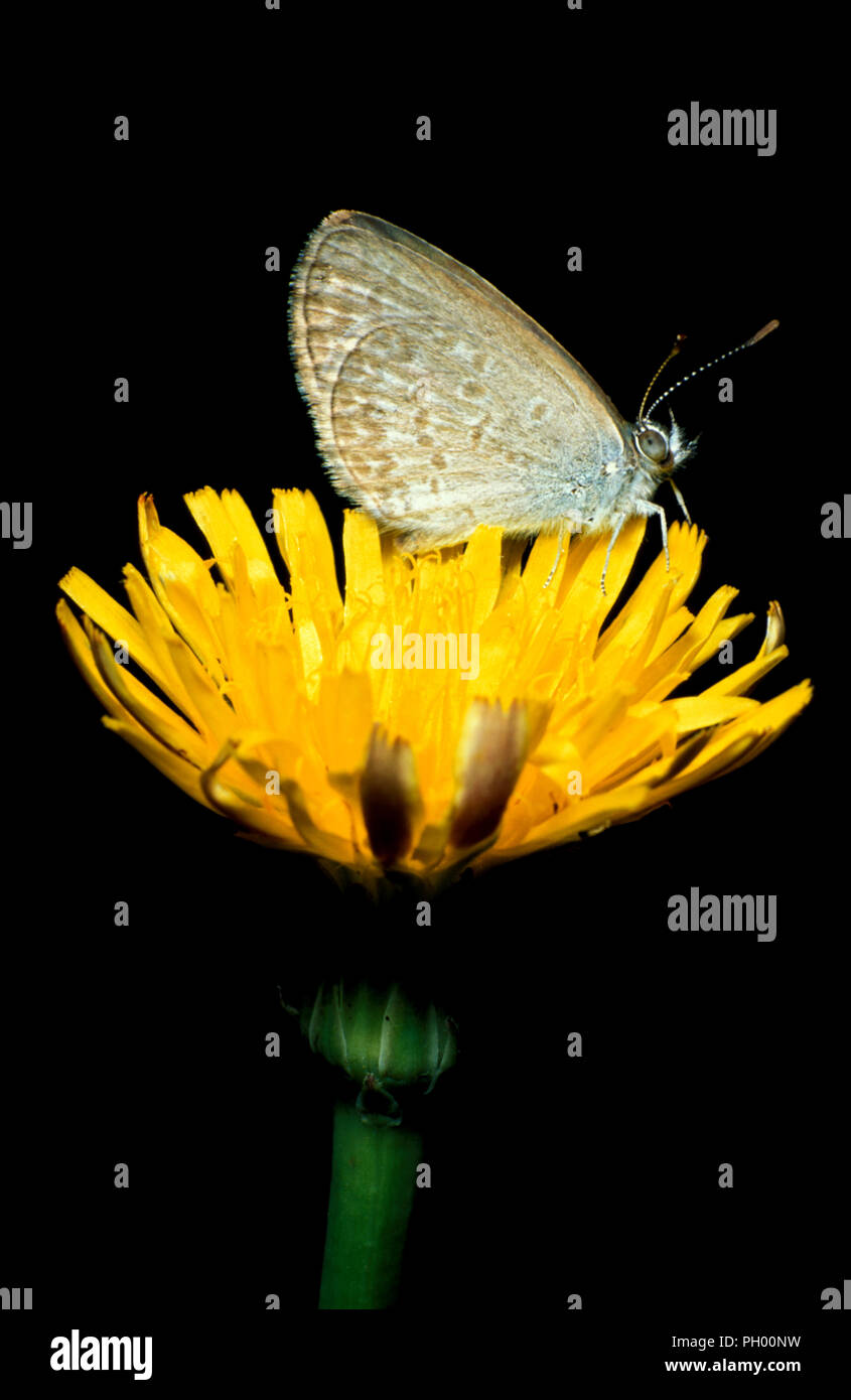 Pallido erba Blue Butterfly (Pseudozizeeria maha) sul fiore di tarassaco (Taraxacum) Foto Stock