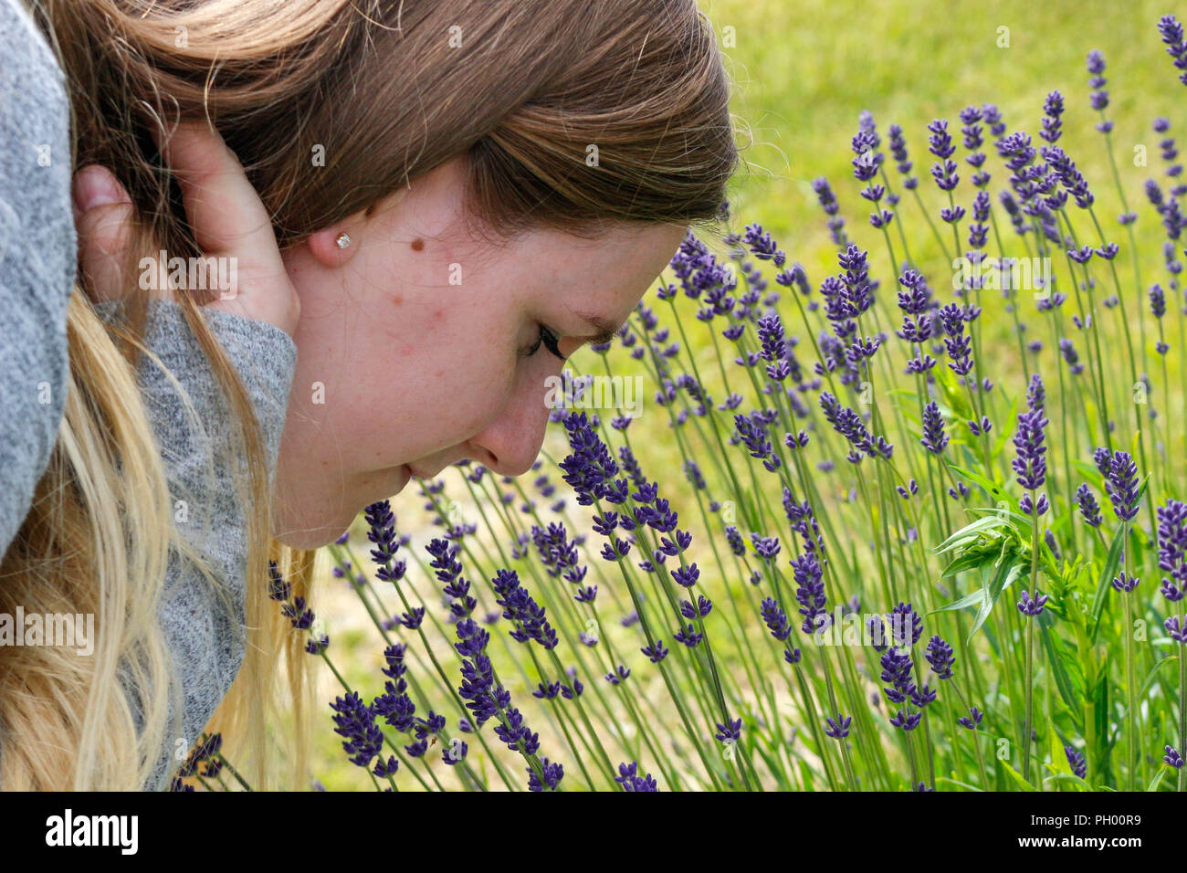 Bella donna nel giardino di fiori profumati. Ragazza odorare un profumo di  lavanda in un caldo giorno d'estate. invecchiato Foto stock - Alamy
