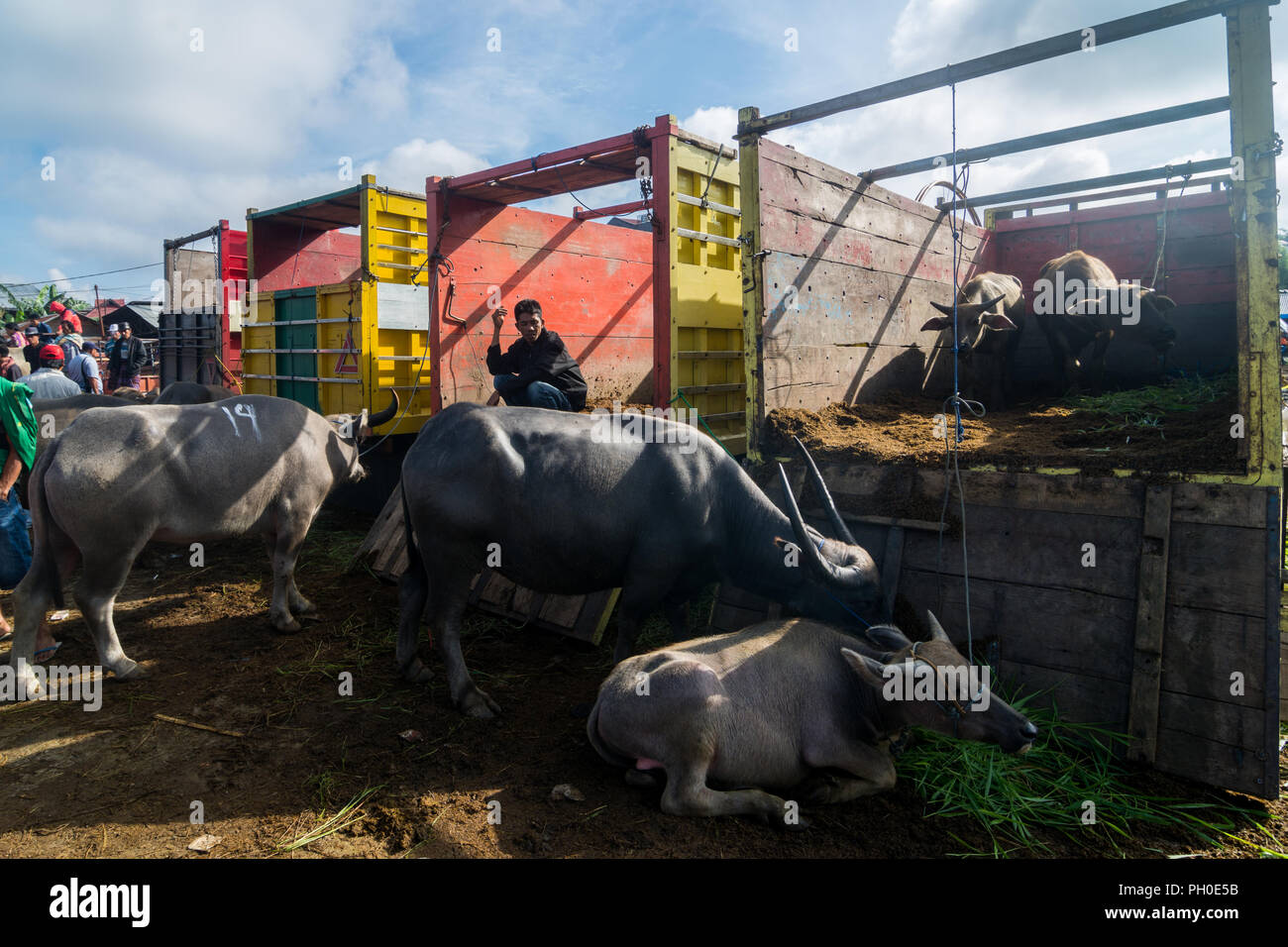 Buffalo Merchant in un particolare mercato per la vendita di suini e buffaloes in Bolu, Nord Toraja. Foto Stock