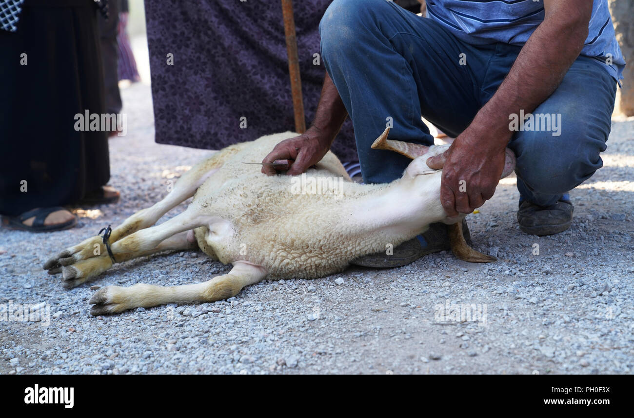 Macellaio musulmano l uomo è pronto a tagliare una pecora per una routine di cerimonia nuziale in Turchia rurale Foto Stock