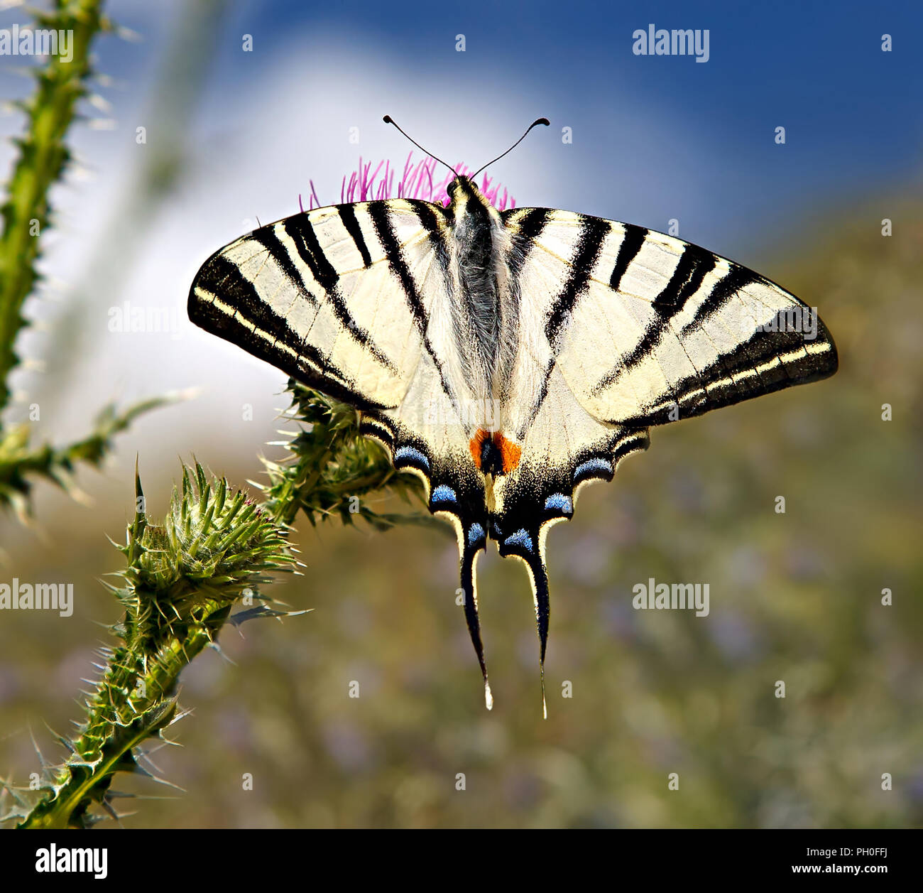 Papilio podalirius o scarse a farfalla a coda di rondine su un prato di fioritura, a sud della Russia. Altro nome di questa farfalla: Iphiclides podalirius. Foto Stock