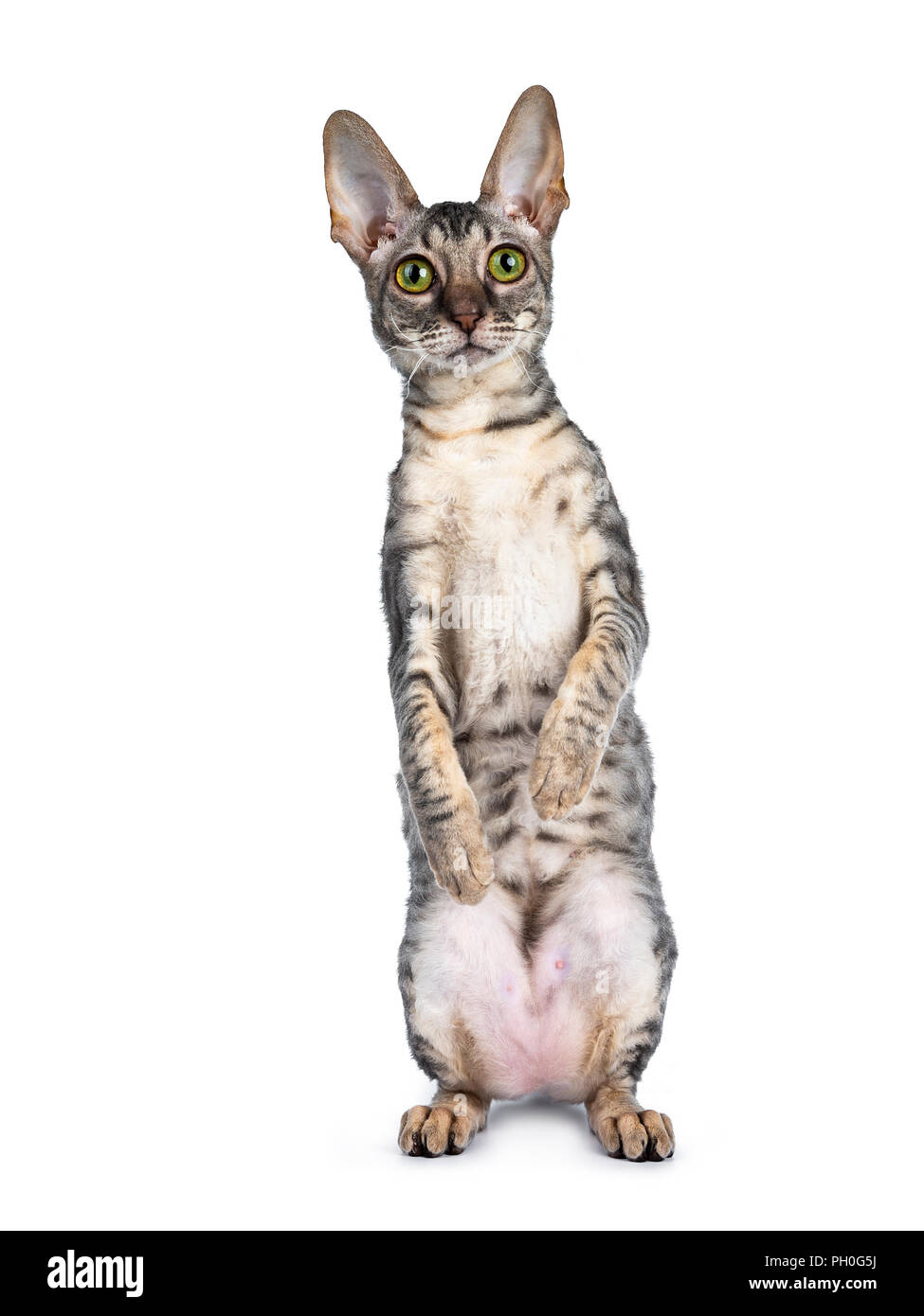 Blue tortie tabby Cornish Rex gattino in piedi sulle zampe posteriori come meerkat, guardando la telecamera isolata su sfondo bianco Foto Stock