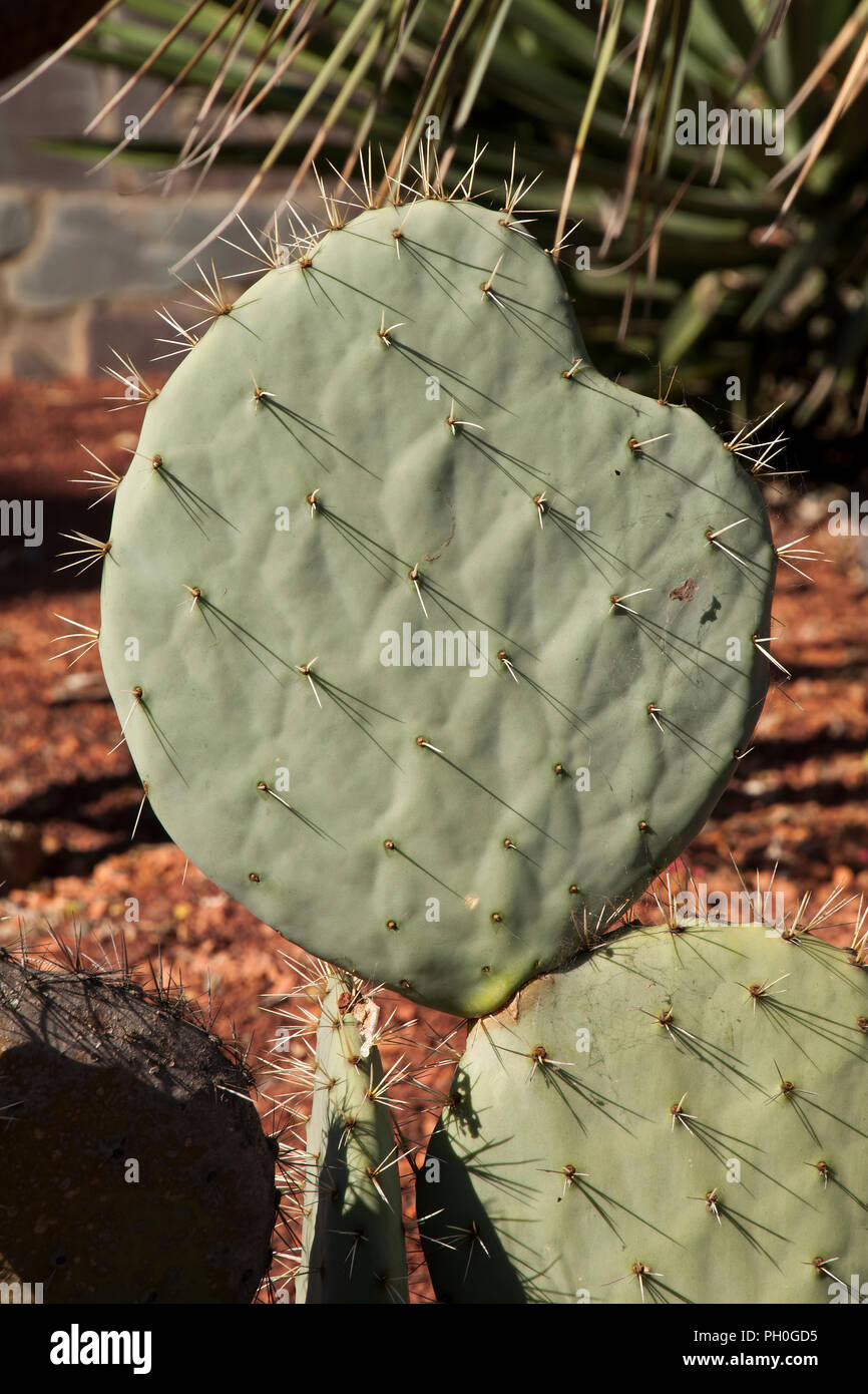 Sydney Australia, Opuntia Robusta pale di cactus con lunghe spine taglienti Foto Stock