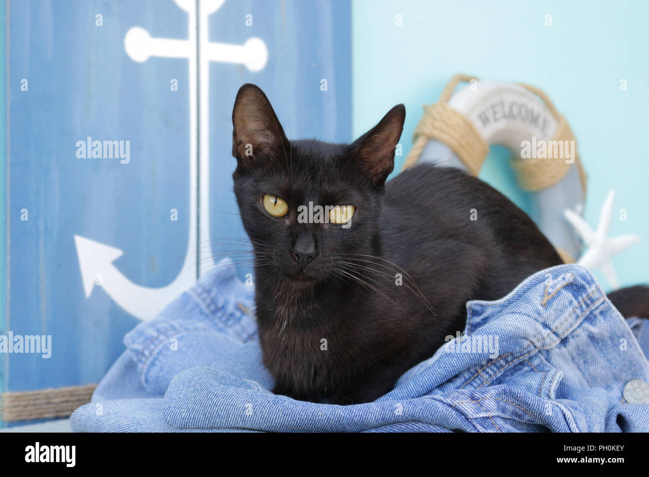 Gatto nero giacente in un jeans blu Foto Stock