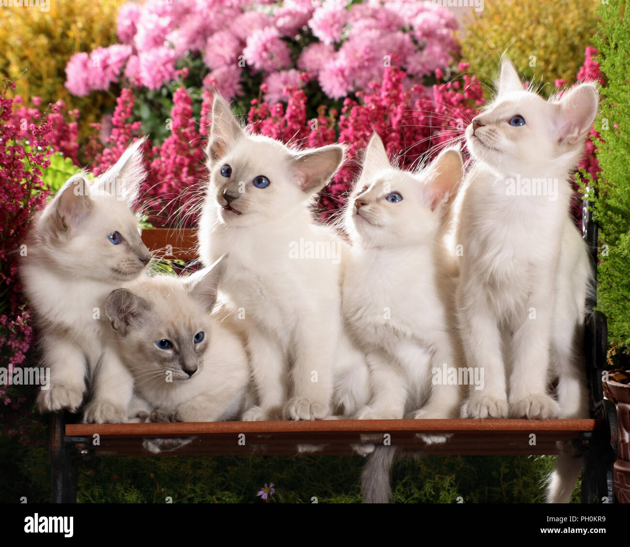 Cinque gattini balinese, 9 settimane, seduti vicino insieme Foto Stock