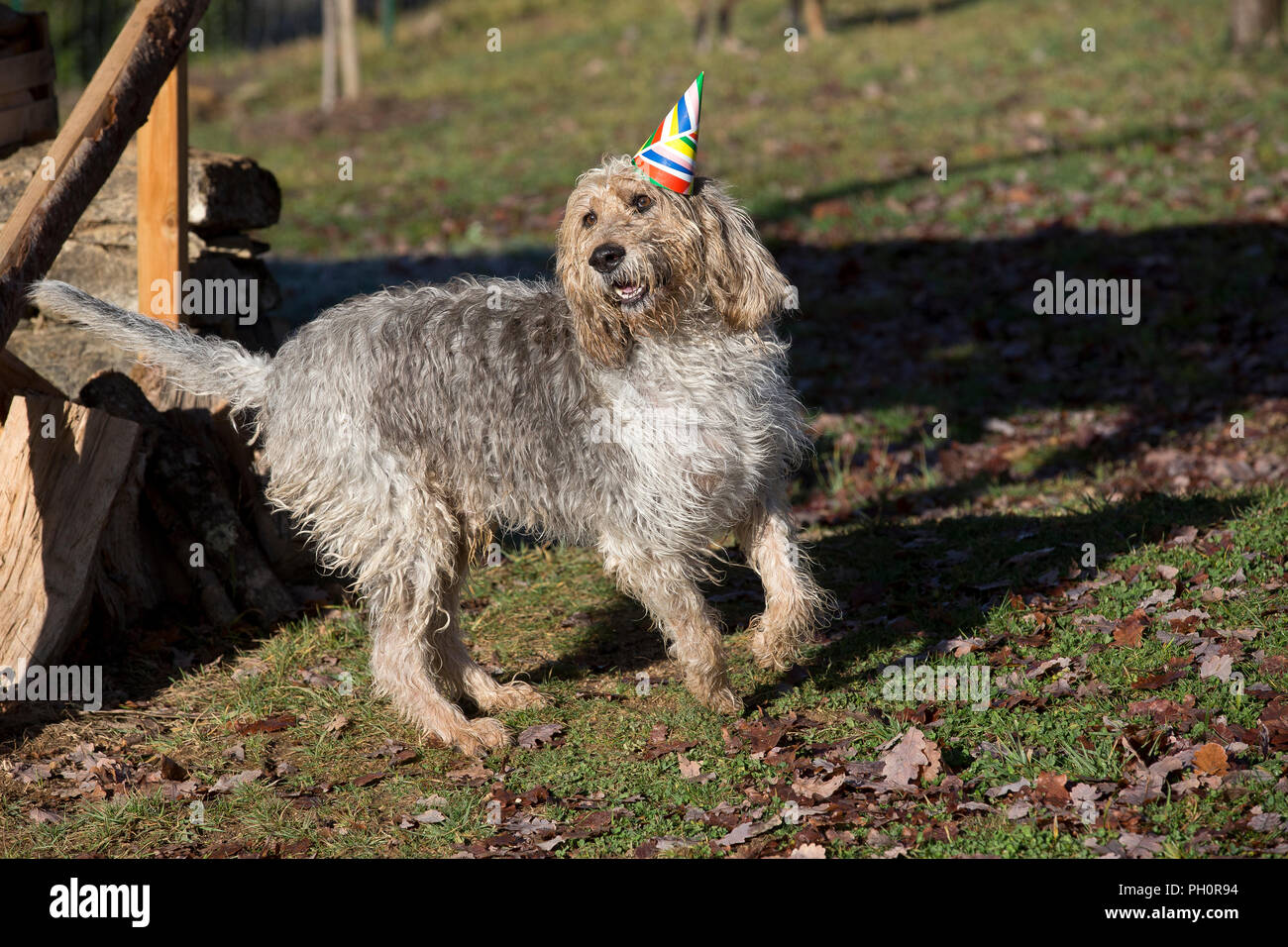 Il Monte Athos il grifone va a un partito Christmes a doggy playgroup di Varen, Tarn et Garonne, Occitanie, Francia, Europa Foto Stock