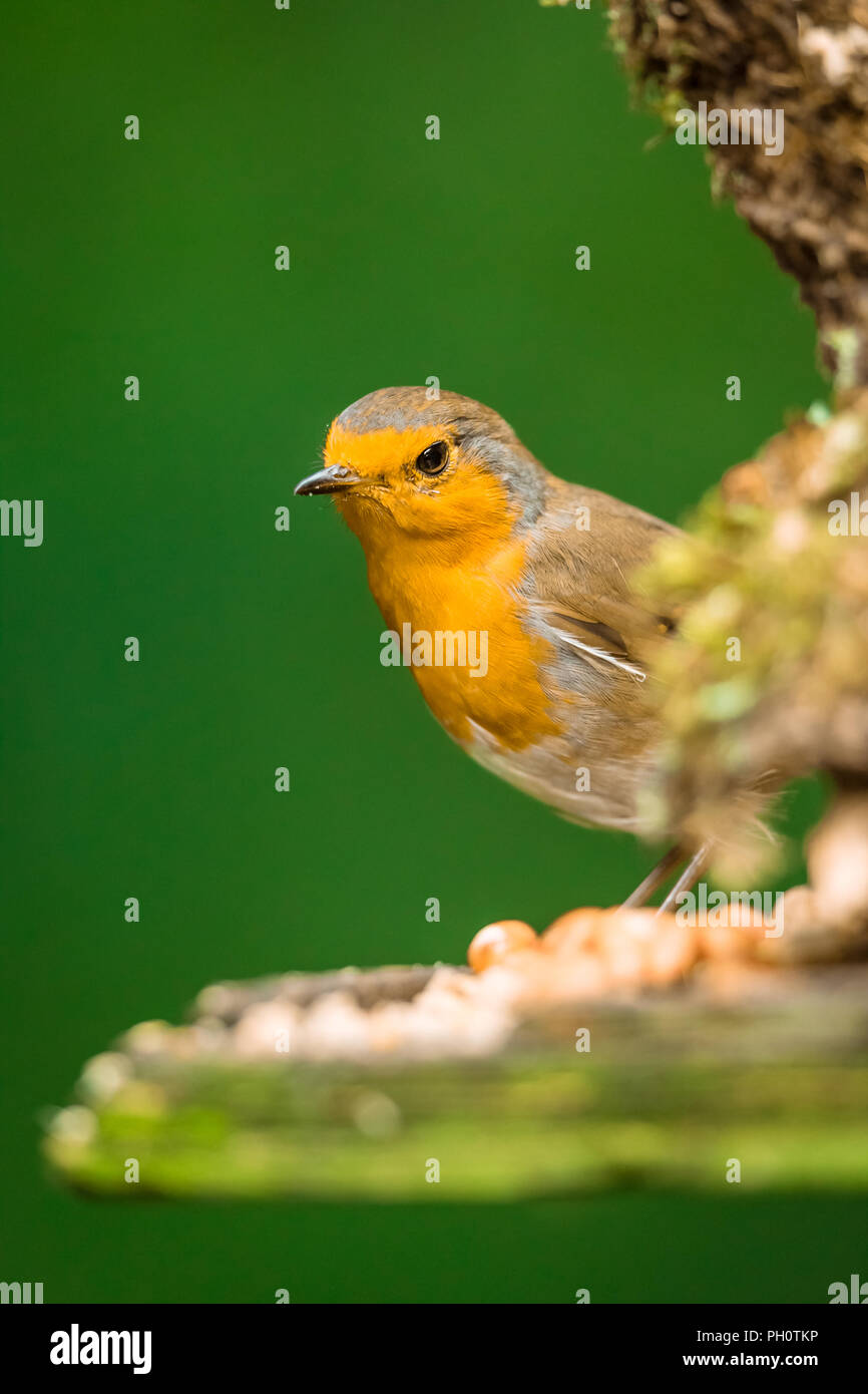 Robin, giovani, bambini Pettirosso sbirciare dietro l'angolo di un tavolo di uccelli, in cerca di cibo. Ritratto. Nome scientifico: Erithacus rubecula Foto Stock