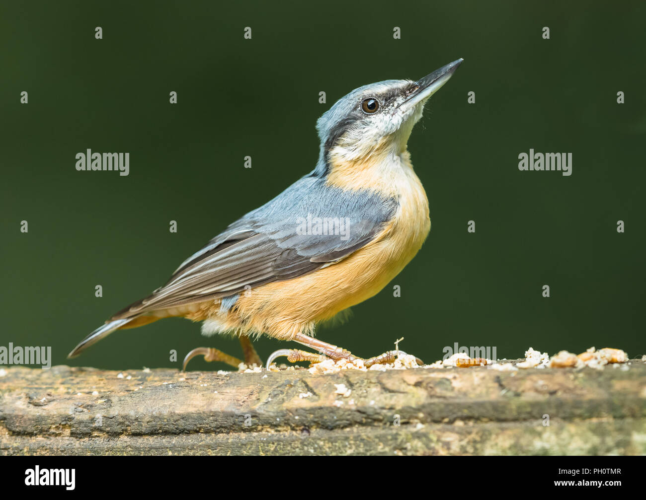 Picchio muratore, piccolo, colorato, giardino e bosco bird, rivolto verso destra con sfondo verde scuro. Arroccato su un uccello tabella con seme. Orizzontale. Foto Stock