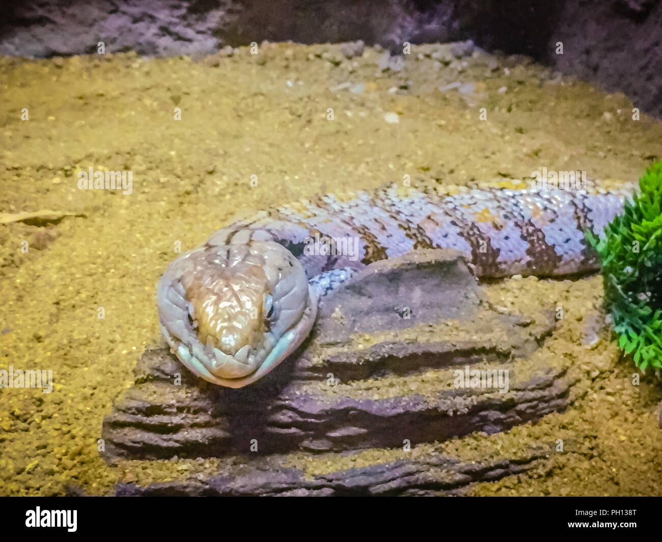 Vicino la testa del Spotted Blu-tongued lizard (Tiliqua nigrolutea), la lucertola più grande le specie presenti in Tasmania, Australia. Blue tongued pelle Foto Stock