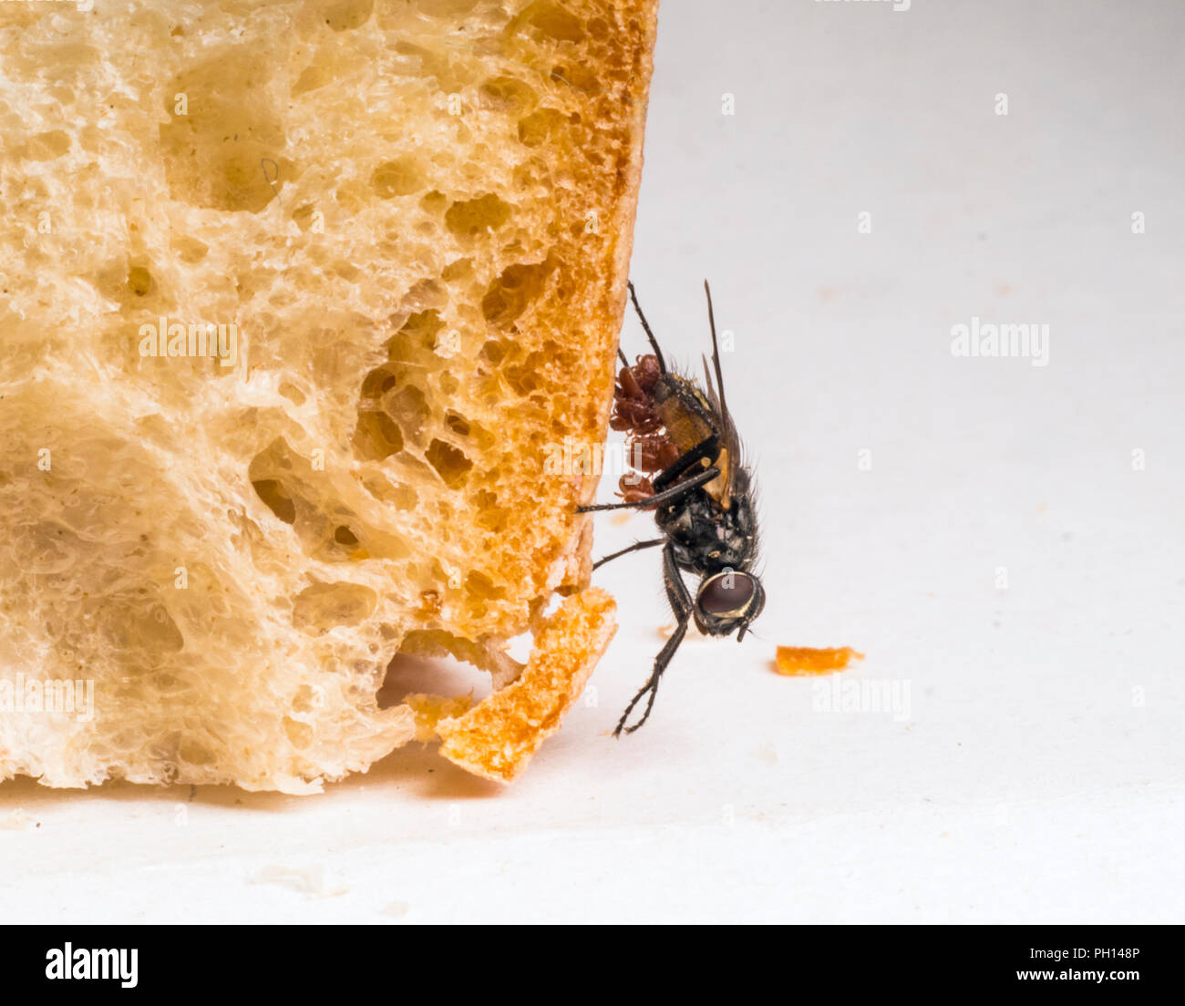 Housefly Musca domestica closeup con parassiti clinginging all'addome Foto Stock