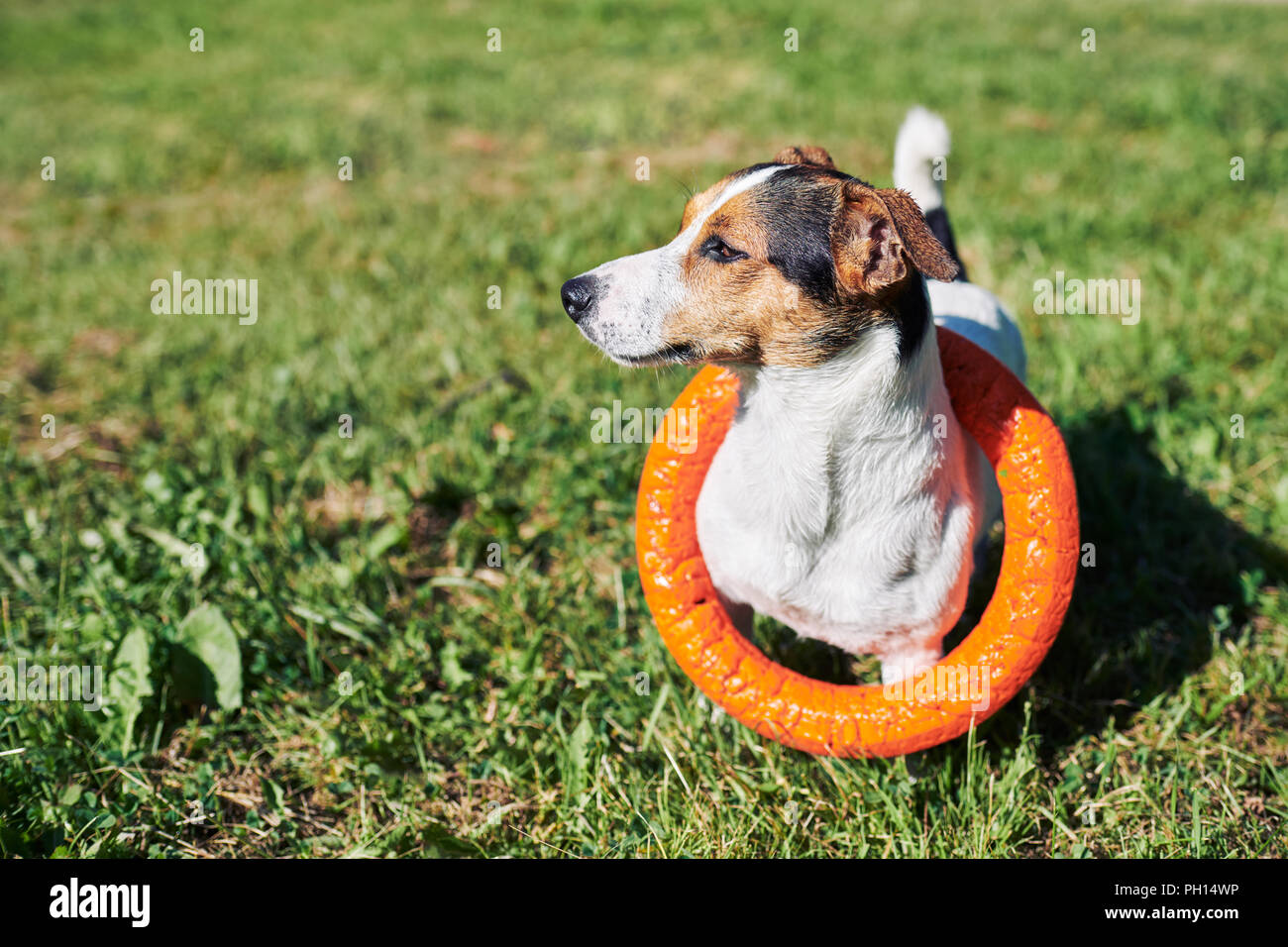 Adorabile cane con toy sull'erba Foto Stock