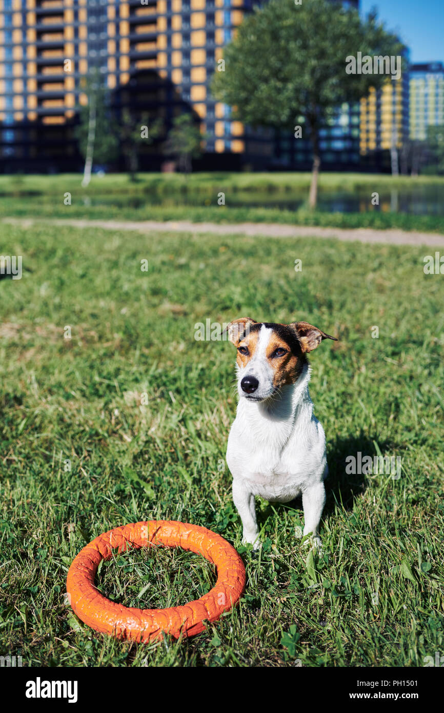 Adorabile cane con toy sull'erba Foto Stock