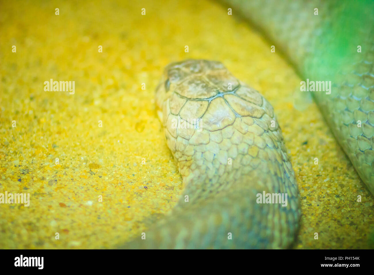 Re bianco cobra di testa. Cobra reale (Ophiophagus hannah), la più lunga del mondo di serpenti velenosi nativo in Asia meridionale. Foto Stock