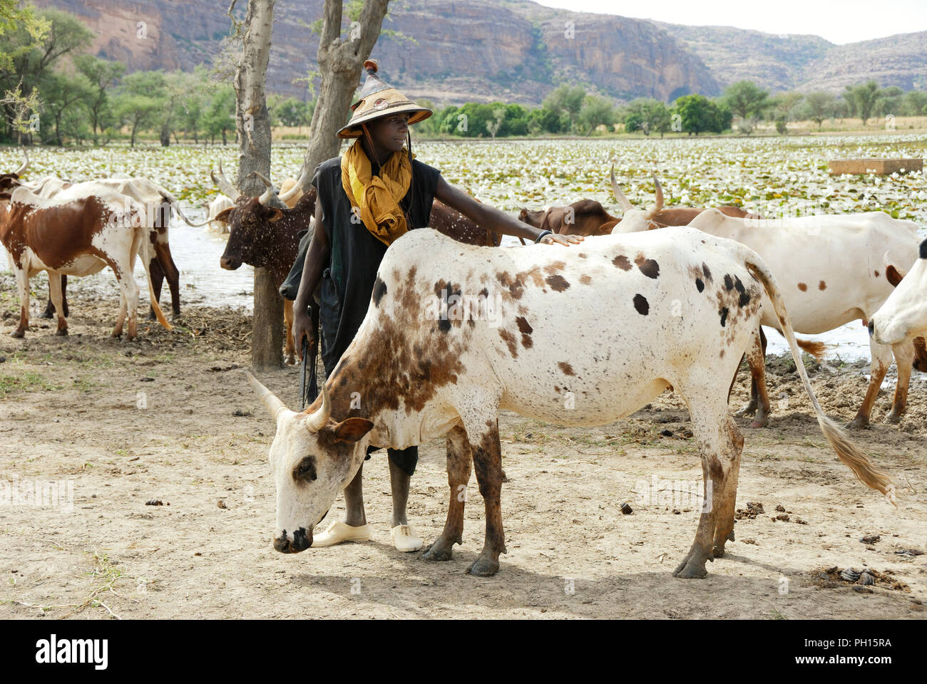 Fula (Peul) pastore vicino a Douentza. Mali, Africa occidentale Foto Stock