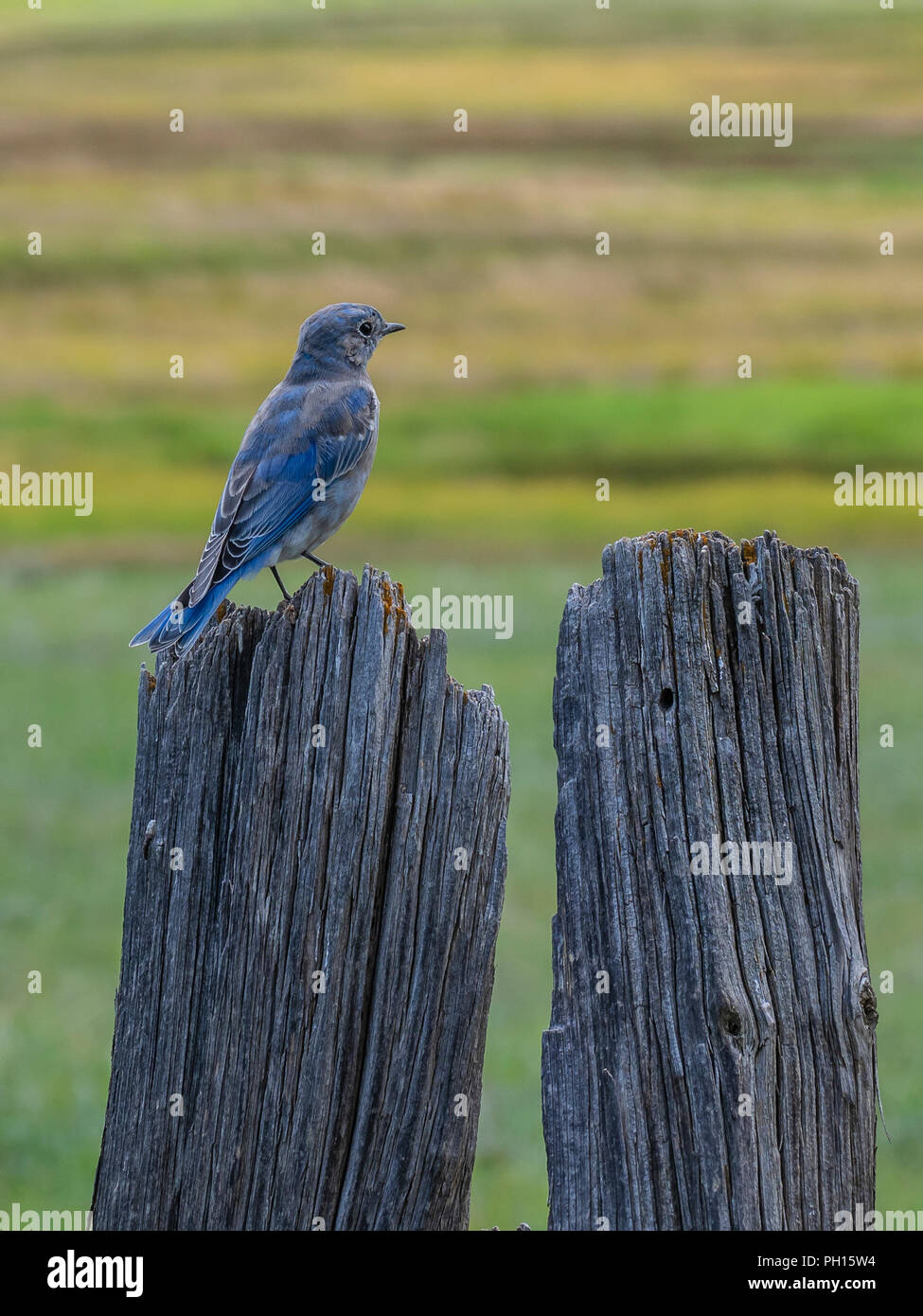 Bluebird su un post, Hornbek Homestead, Florissant Fossil Beds National Monument, Florissant, Colorado. Foto Stock