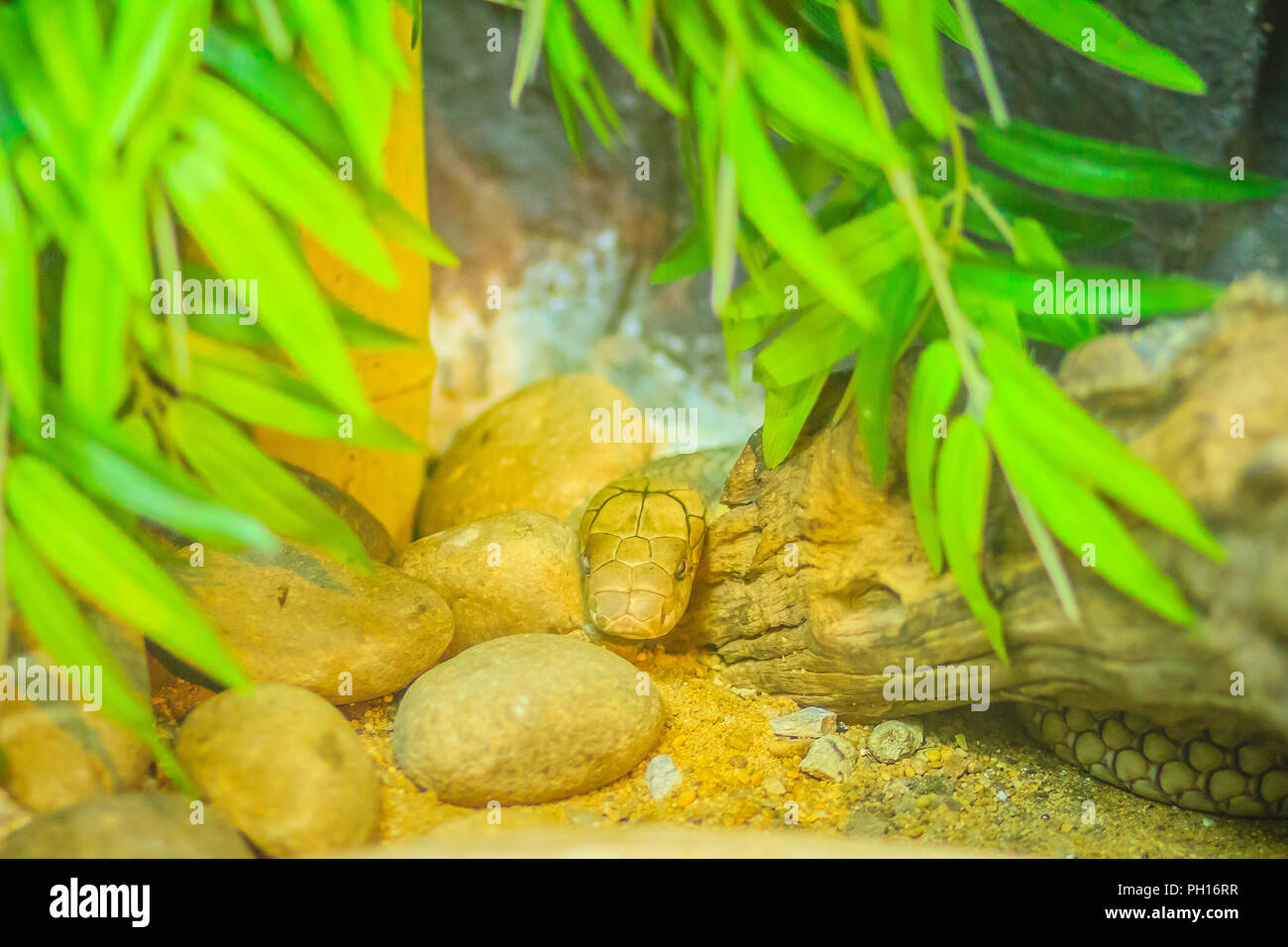 Re bianco cobra di testa. Cobra reale (Ophiophagus hannah), la più lunga del mondo di serpenti velenosi nativo in Asia meridionale. Foto Stock
