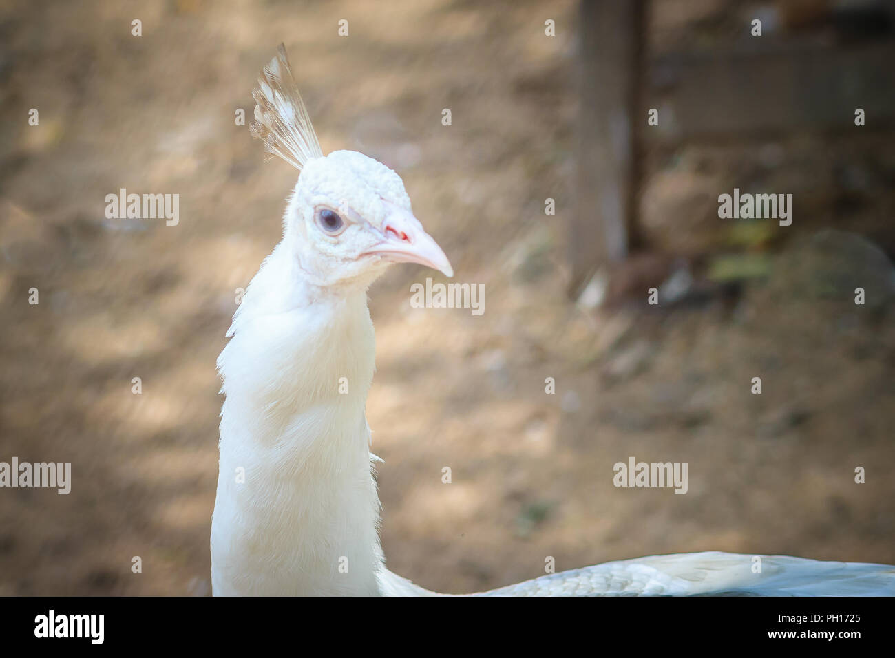 Giovane e bella peafowl bianco. Bianco maschio giovane albino peacock. Foto Stock