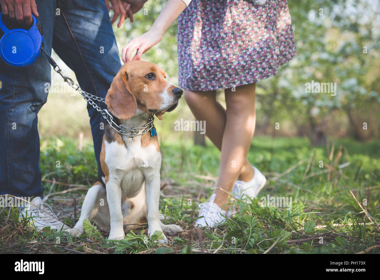 Chiudere-upof un cane. Donna e uomo con il loro bel cane nel parco. estate a piedi con un cane. Razza Beagle dog sitter in rack su un guinzaglio stretto sul verde g Foto Stock