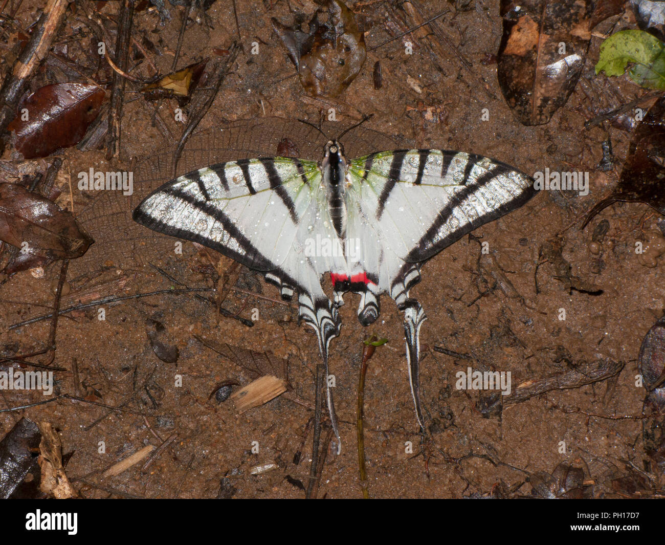 A coda di rondine, Butterfly Eutytides molops, singolo adulto morto sul pavimento della foresta, presi a ottobre, foresta pluviale Atlantica, Stato di Rio de Janeiro, Brasile. Foto Stock