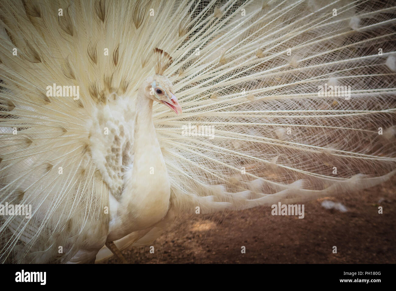 Bella bianca peafowl con piume. Maschio bianco peacock con diffusione piume. Albino peacock con aperto completamente la coda. Foto Stock