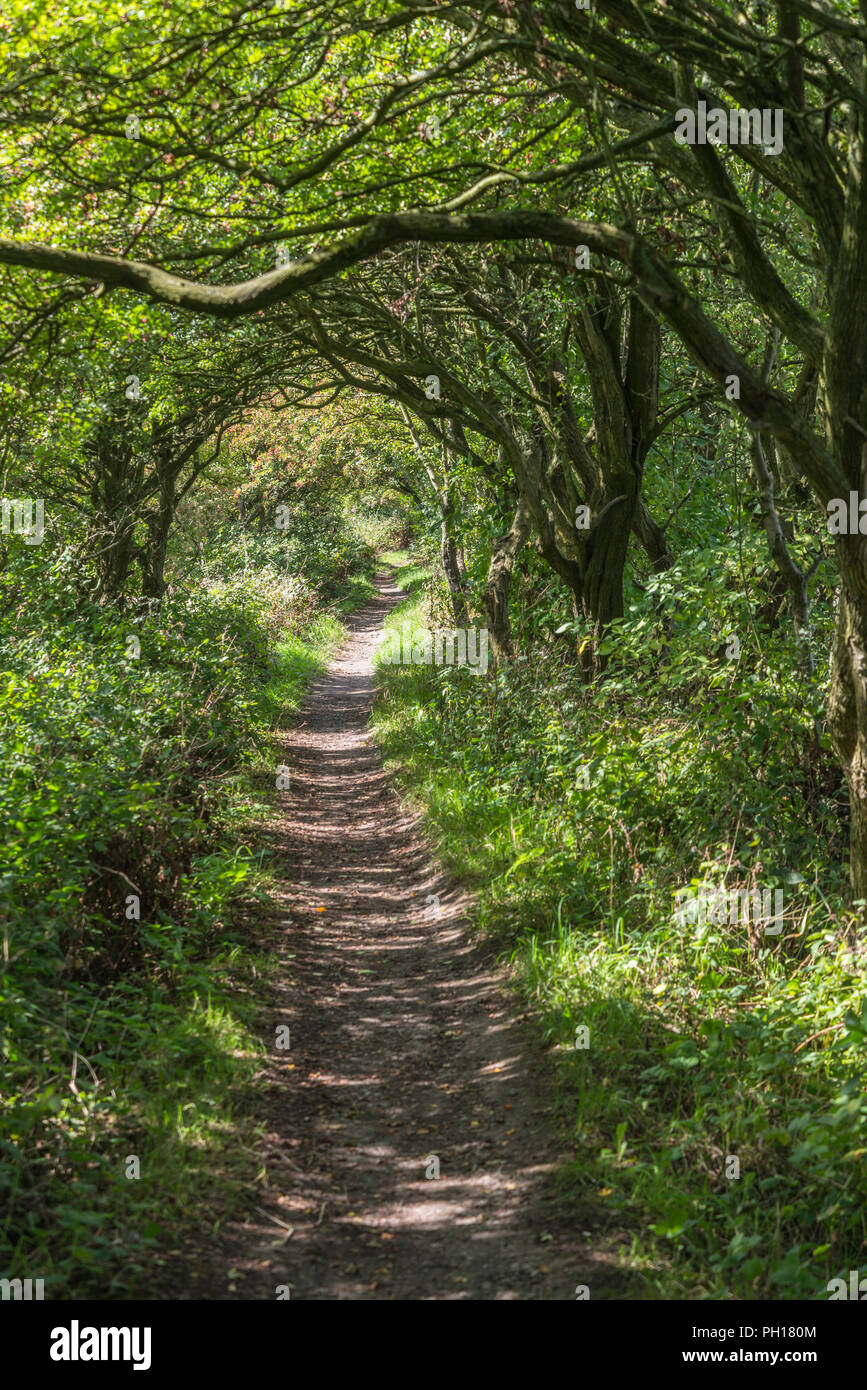 Un arco attraverso gli alberi e un sentiero pubblico andando a distanza per gli escursionisti in un assolato pomeriggio di agosto con pezzata dalla luce del sole. Foto Stock