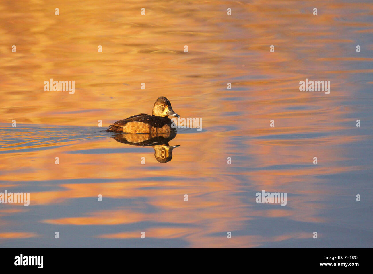 Un anello di gallina colli anatra in mattina presto luce. Foto Stock