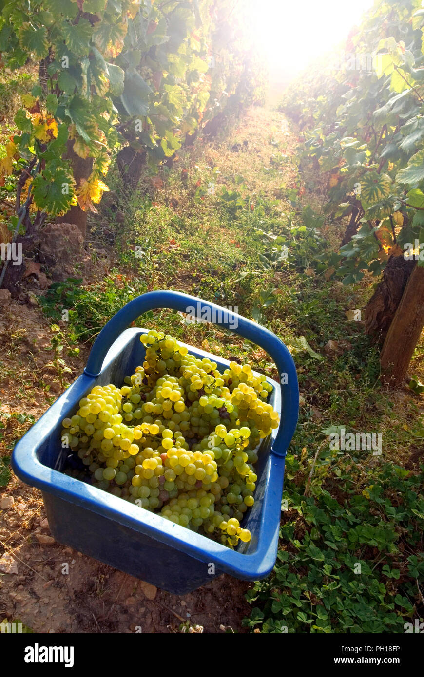 Le Montrachet Domaine de la Romanée-Conti bauletto di raccolte a mano rare migliori Grand Cru raccolte le uve Chardonnay con inizio sunburst concetto luminoso verso il basso i vigneti del rinomato RDC Domaine de la Romanee-Conti pacco di Le Montrachet vigna Puligny-Montrachet, Cote d'Or, Francia Foto Stock