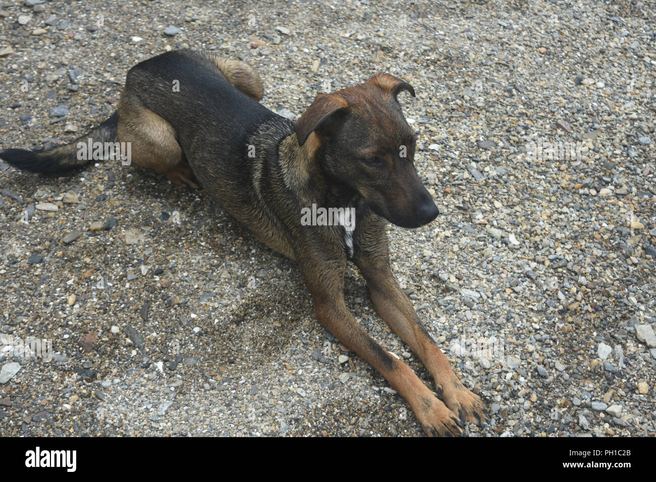 Isola Arubia cunucu cane con il marrone scuro pelliccia Foto Stock
