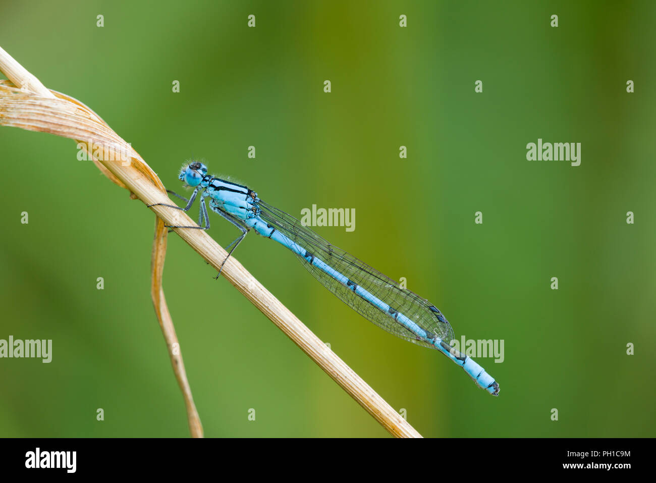 Comune Damselfly blu (Enallagma cyathigerum) maschio Foto Stock