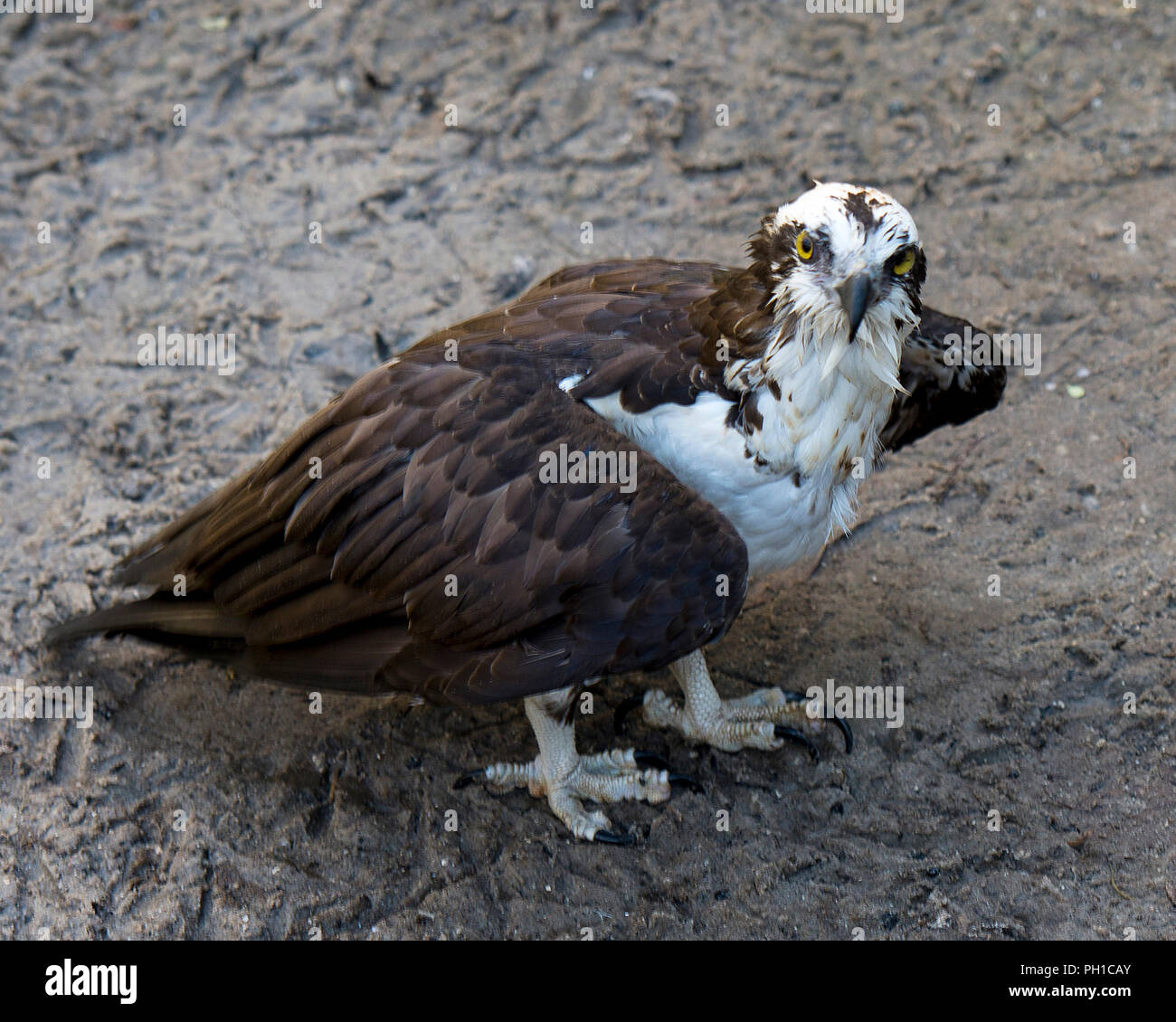 Osprey uccello guardando a voi e godendo dei suoi dintorni. Foto Stock