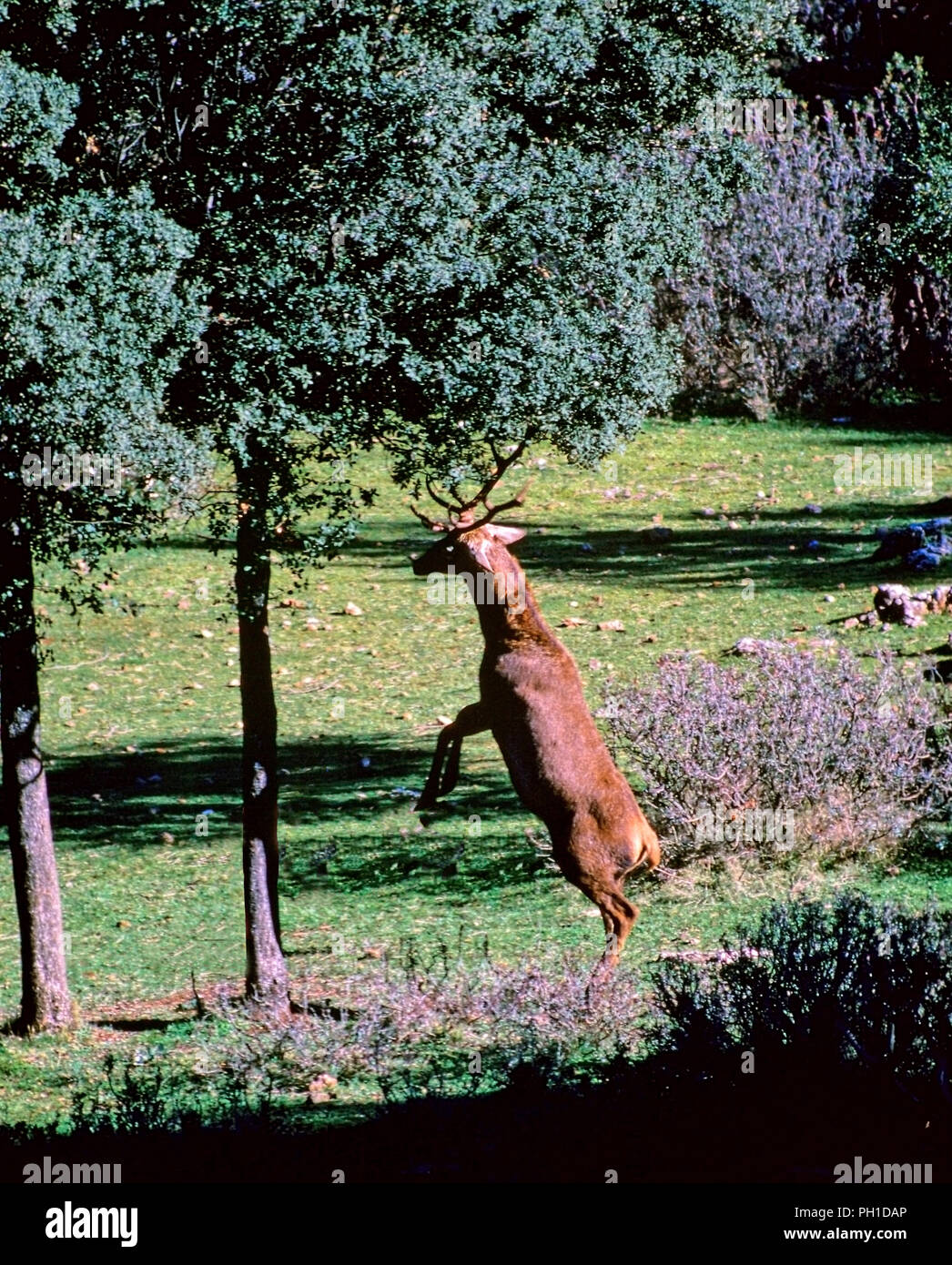 Un cervo urta un leccio con le corna per ottenere ghiande. Sierras de Cazorla, Segura y Las Villas parco naturale. Provincia di Jaen. Regione dell'Andalusia. Sp Foto Stock