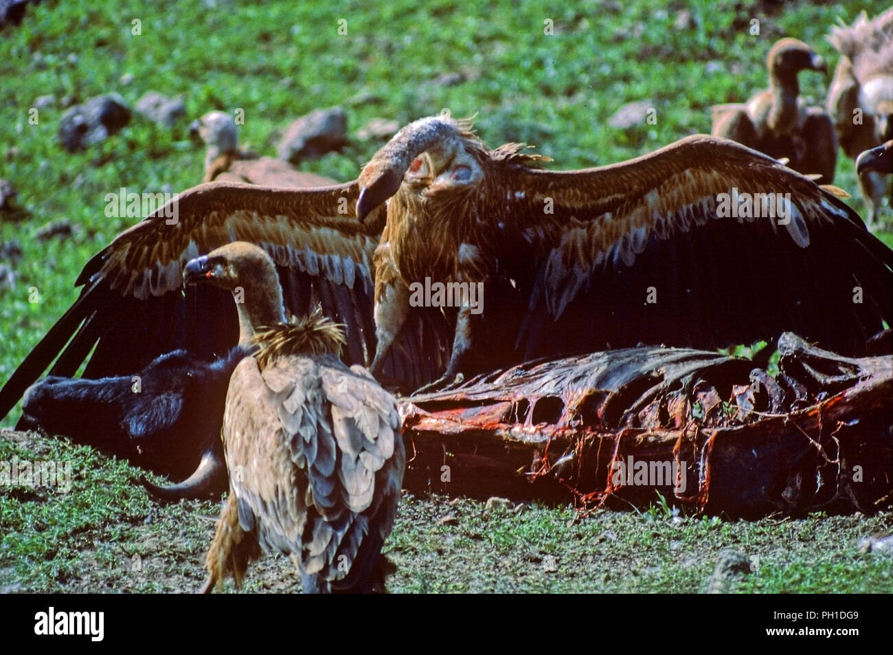 Avvoltoio o Eurasian grifone (Gyps fulvus) - mangiare carrion. Il sud della Spagna. Europa Foto Stock